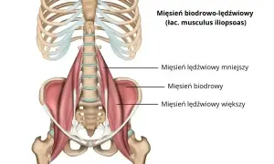 Anatomia mięśnia biodrowo-lędźwiowego, z widocznym mięśniem lędźwiowym większym, biodrowym i mniejszym, przy kręgosłupie i miednicy.