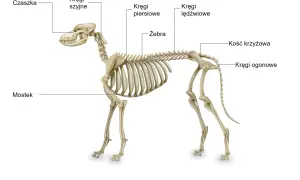 Szkielet psa z zaznaczonymi częściami: czaszka, kręgi szyjne, piersiowe, lędźwiowe, ogonowe, kość krzyżowa, żebra, mostek.