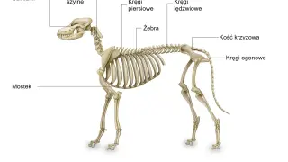 Szkielet psa z zaznaczonymi częściami: czaszka, kręgi szyjne, piersiowe, lędźwiowe, ogonowe, kość krzyżowa, żebra, mostek.