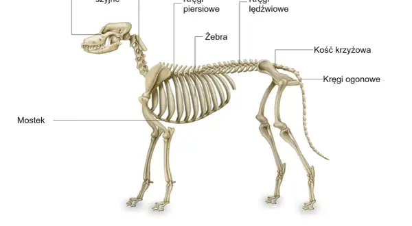 Szkielet psa z zaznaczonymi częściami: czaszka, kręgi szyjne, piersiowe, lędźwiowe, ogonowe, kość krzyżowa, żebra, mostek.