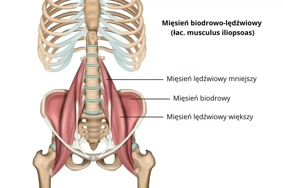 Anatomia mięśnia biodrowo-lędźwiowego, z widocznym mięśniem lędźwiowym większym, biodrowym i mniejszym, przy kręgosłupie i miednicy.