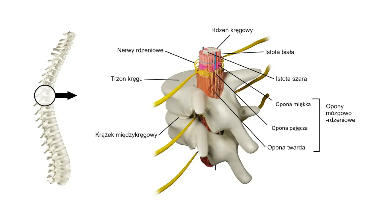 Przekrój przez kręgosłup ukazujący rdzeń kręgowy, nerwy rdzeniowe, istoty szarą i białą, a także opony mózgowo-rdzeniowe.