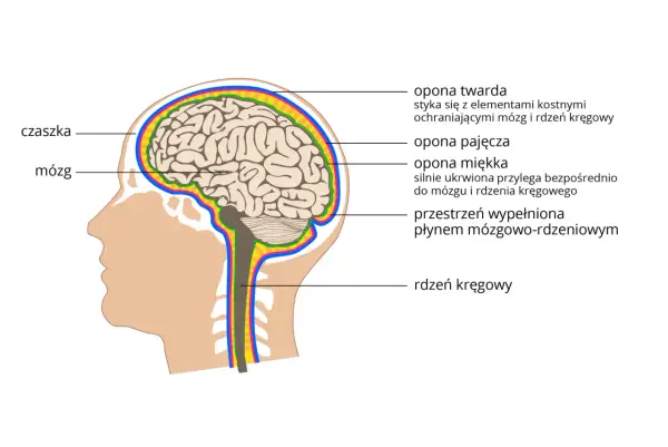 Przekrój głowy ukazujący mózg, czaszkę i otaczające je opony. Widoczny jest również rdzeń kręgowy.