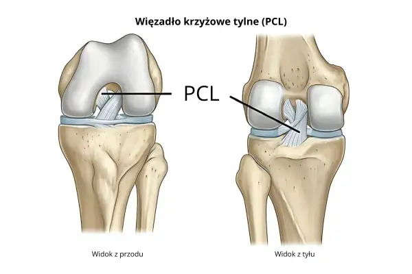Anatomia stawu kolanowego: widok z przodu i z tyłu, ukazujący kości kończyny dolnej i więzadło krzyżowe tylne (PCL).