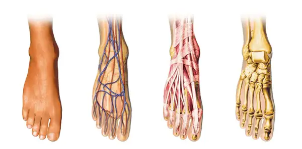 Anatomia stopy: skóra, naczynia krwionośne, mięśnie i kości.