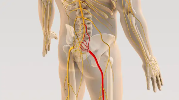 Anatomia nerwu kulszowego zaznaczonego na czerwono na tle kręgosłupa i miednicy.