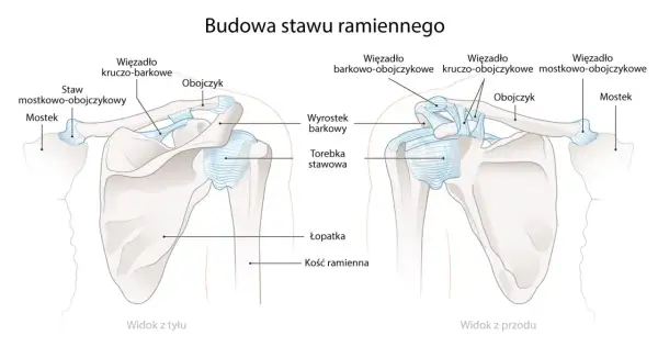 Widok z przodu i z tyłu stawu ramiennego. Obojczyk łączy łopatkę z mostkiem, tworząc staw.