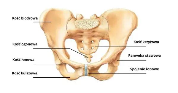 Anatomia miednicy: kość biodrowa, kość krzyżowa, kość ogonowa, panewka stawowa, spojenie łonowe, kość łonowa i kość kulszowa.
