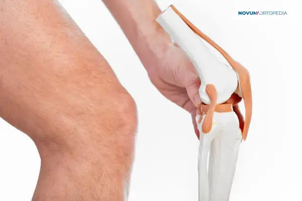 Model anatomiczny stawu kolanowego trzymany przez dłoń obok ludzkiego kolana.