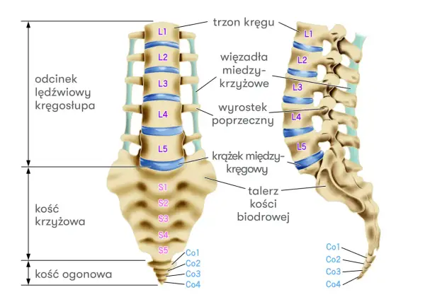 Ilustracja anatomiczna odcinka lędźwiowego kręgosłupa, kości krzyżowej i ogonowej z opisami.