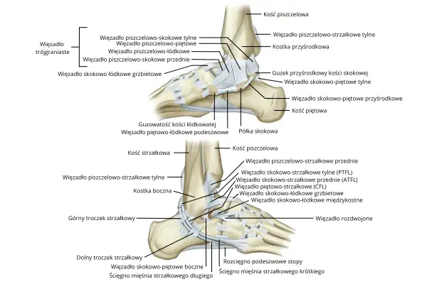 Anatomia więzadeł stawu skokowego z zaznaczonymi strukturami kostnymi i więzadłowymi.